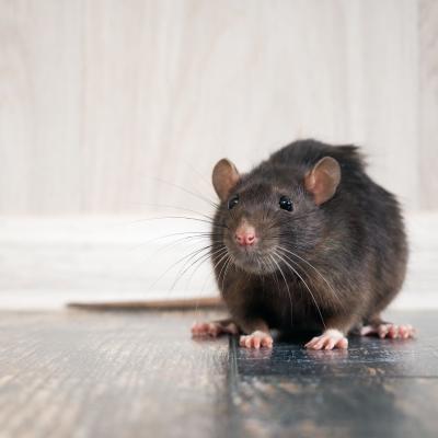 rat on floor with neutral background