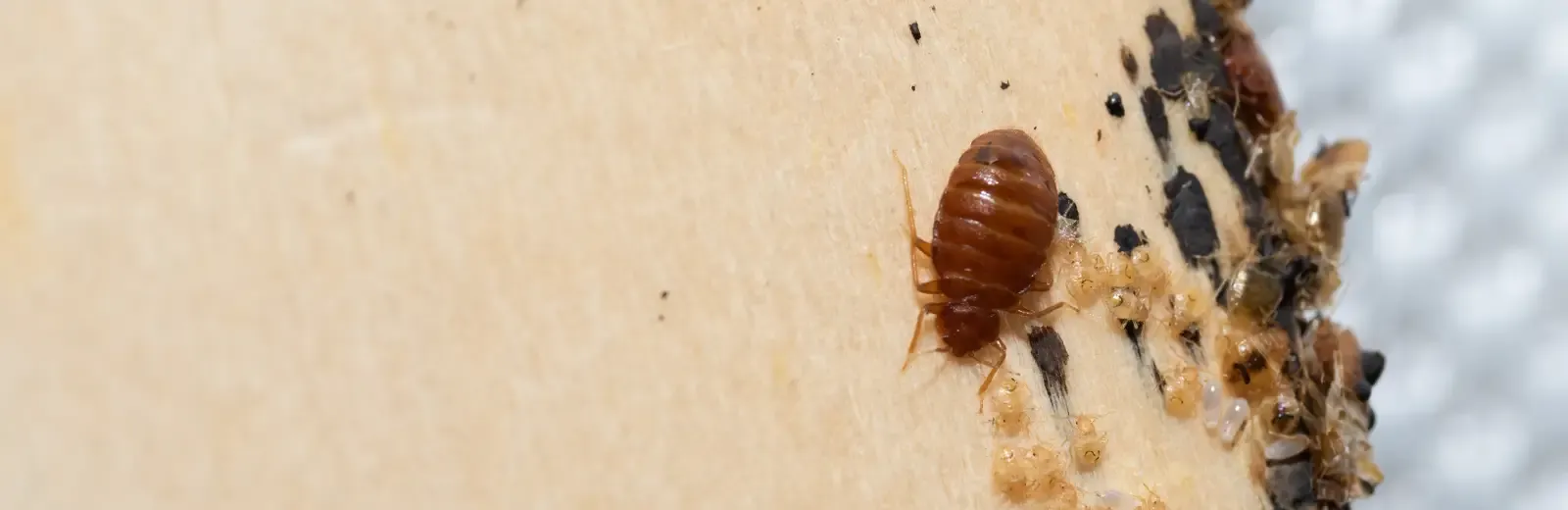 bed bugs on mattress