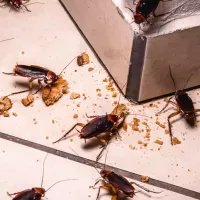 cockroaches eating crumbs on a kitchen floor
