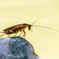 A cockroach against a yellow background
