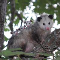 Possum