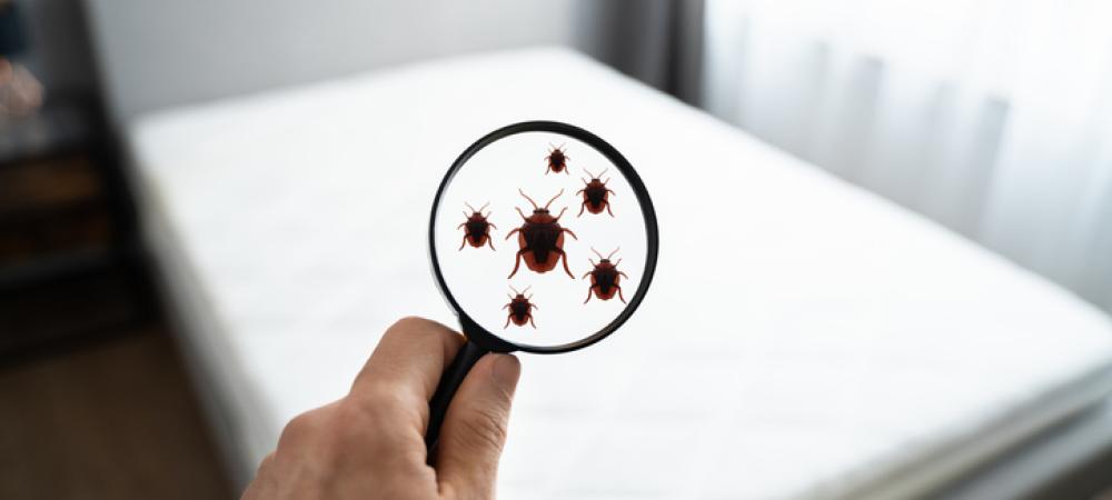 bed bug bed inspection