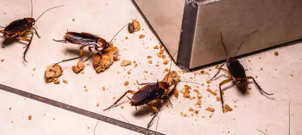 cockroaches eating crumbs on a kitchen floor