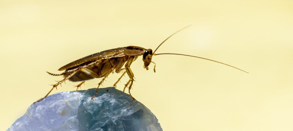 A cockroach against a yellow background
