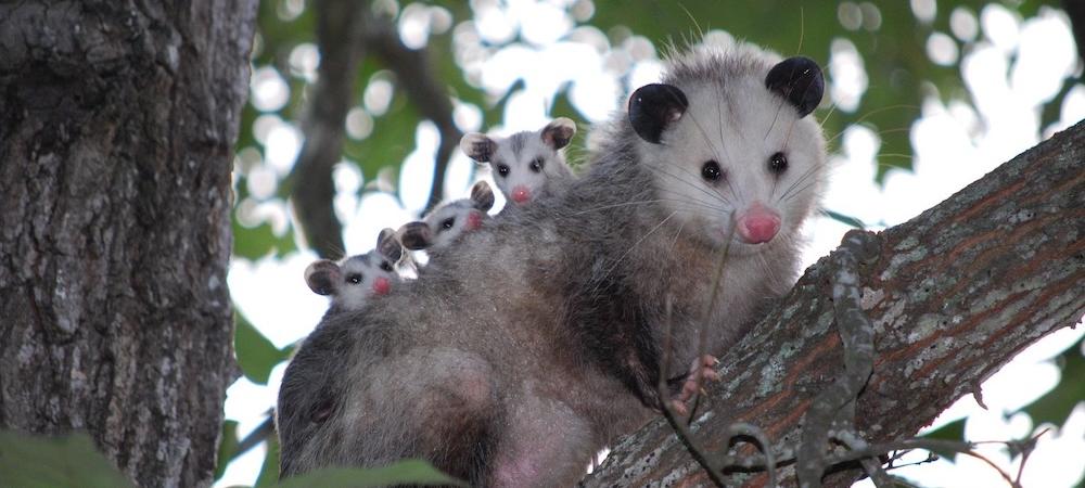 Possum