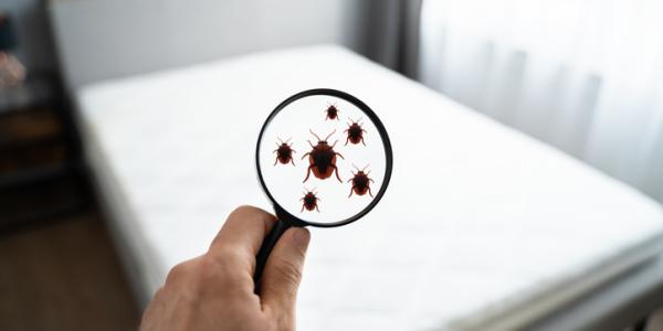 bed bug bed inspection