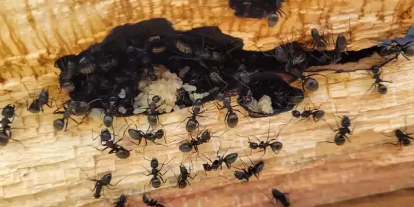 ant