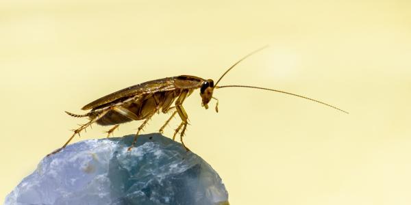 A cockroach against a yellow background