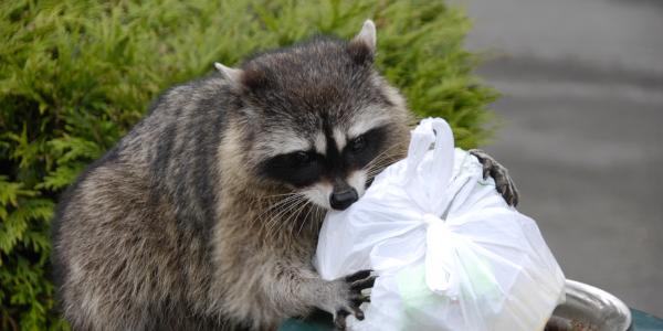 Raccoons