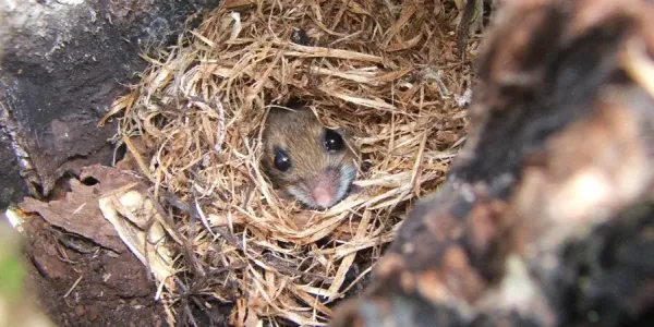 Mouse Nest
