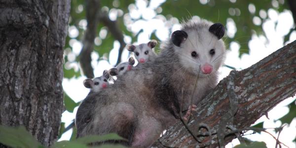 Possum